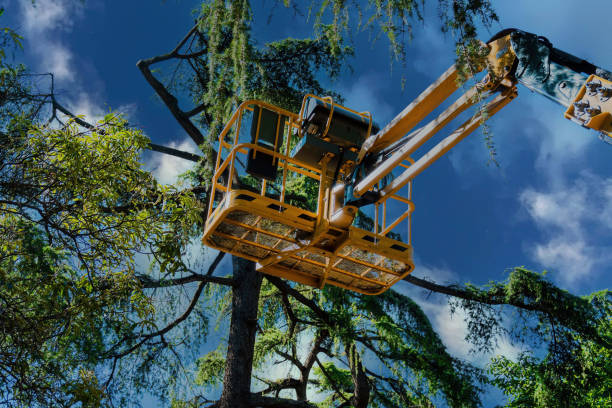 Best Arborist Services Near Me  in Farngton, MI